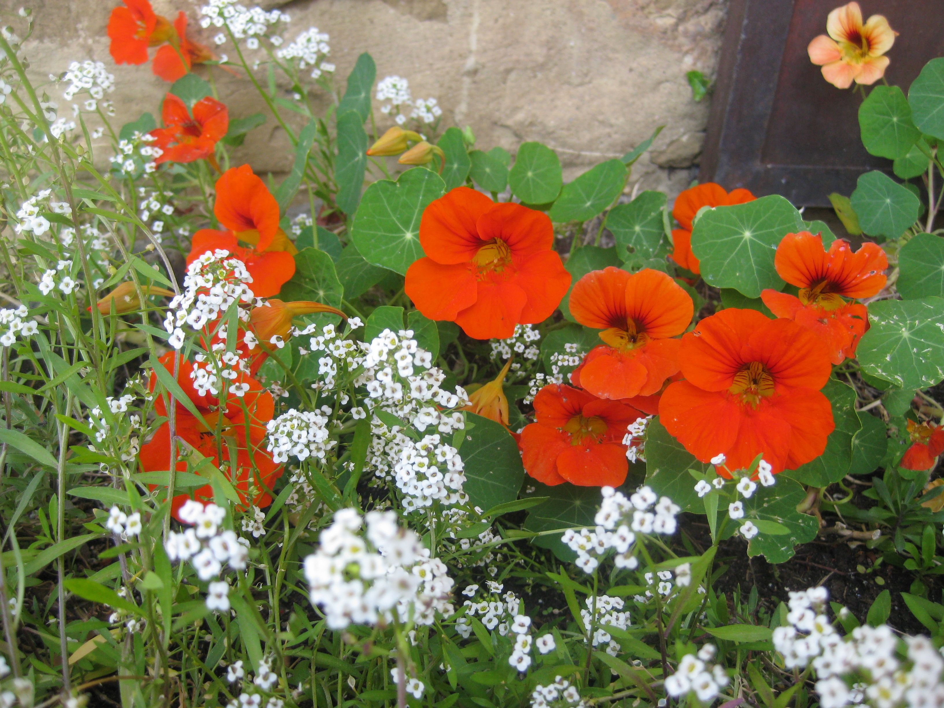 Primavera lluviosa en Beitu